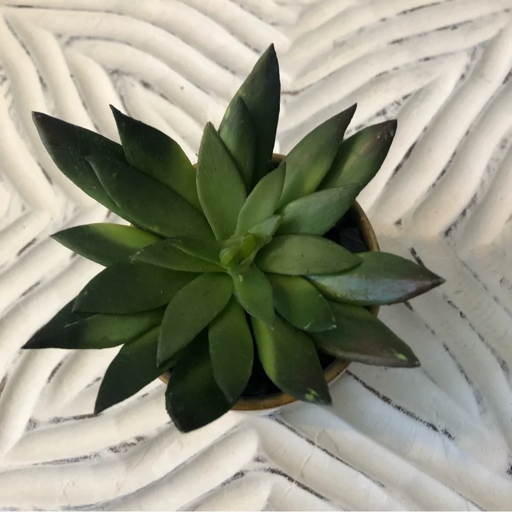 Mini Potted Faux Succulent - Small Artificial Succulent in Ceramic Pot